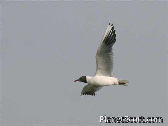 Common Black-headed Gull (Larus ridibundus)