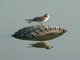 Common Black-headed Gull (Larus ridibundus) Juvenile