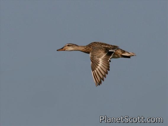 Mallard (Anas platyrhynchos) Female
