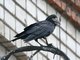 Rook (Corvus frugilegus)