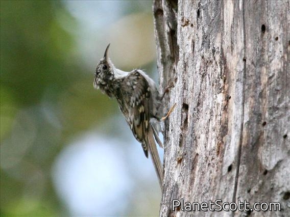 Eurasian Tree-Creeper (Certhia familiaris)