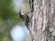 Eurasian Tree-Creeper (Certhia familiaris)
