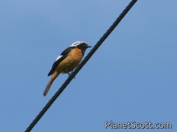 Daurian Redstart (Phoenicurus auroreus)