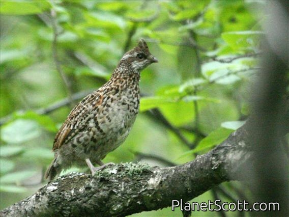 Hazel Grouse (Tetrastes bonasia) Female