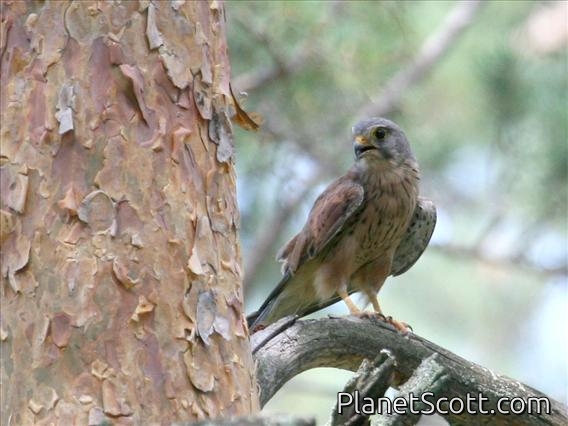 Common Kestrel (Falco tinnunculus)