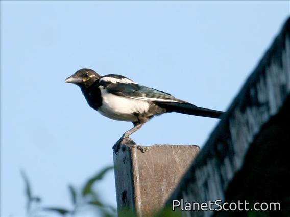 Black-billed Magpie (Pica pica)