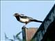 Black-billed Magpie (Pica pica) 