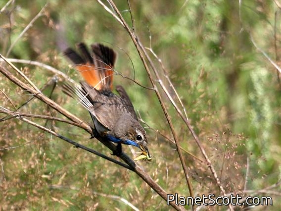 Bluethroat (Luscinia svecica) Male