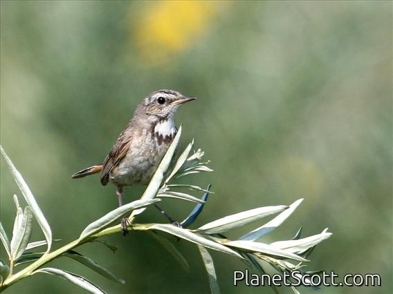 Bluethroat (Luscinia svecica) Female