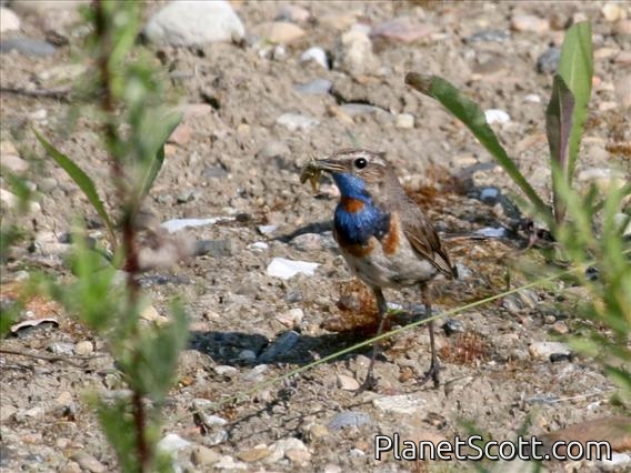 Bluethroat (Luscinia svecica) Male