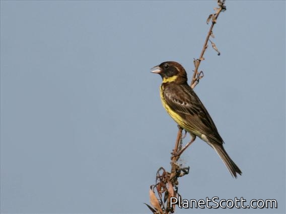 Yellow-breasted Bunting (Emberiza aureola) Male