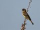 Yellow-breasted Bunting (Emberiza aureola) Male