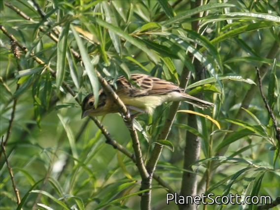 Yellow-breasted Bunting (Emberiza aureola) Female