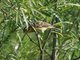 Yellow-breasted Bunting (Emberiza aureola) Female