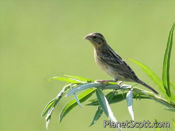 Yellow-breasted Bunting (Emberiza aureola) Juvenile