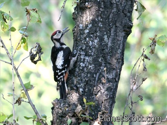 Great Spotted Woodpecker (Dendrocopos major) Juvenile
