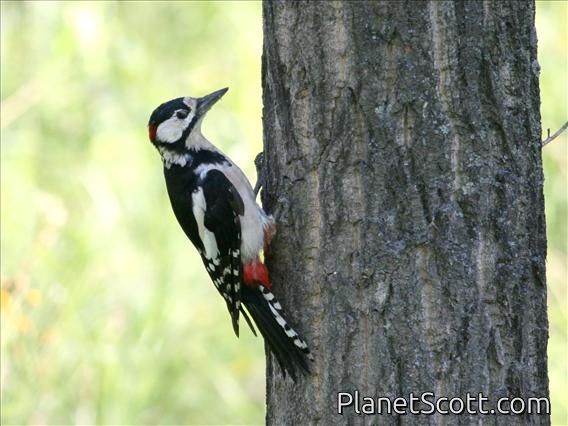 Great Spotted Woodpecker (Dendrocopos major) Male