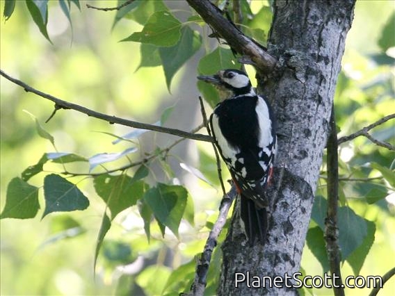 Great Spotted Woodpecker (Dendrocopos major) Female