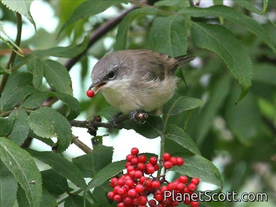 Lesser Whitethroat (Sylvia curruca)