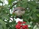 Lesser Whitethroat (Sylvia curruca)