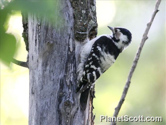 Lesser Spotted Woodpecker (Dryobates minor)