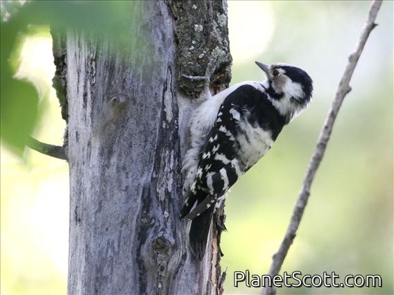 Lesser Spotted Woodpecker (Dendrocopos minor) Female