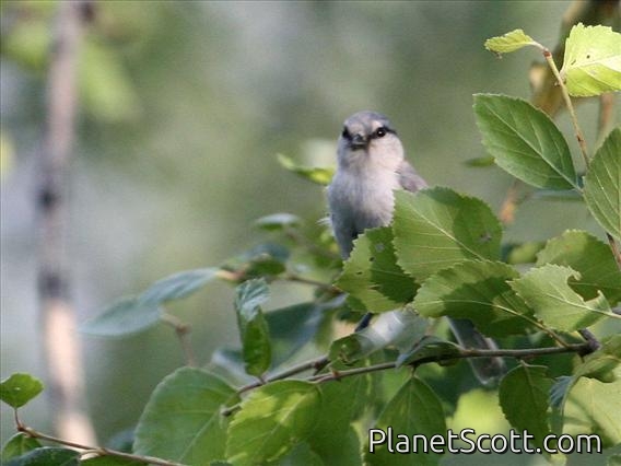 Azure Tit (Parus cyanus)