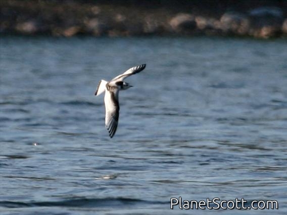 Little Gull (Larus minutus)