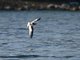Little Gull (Larus minutus)