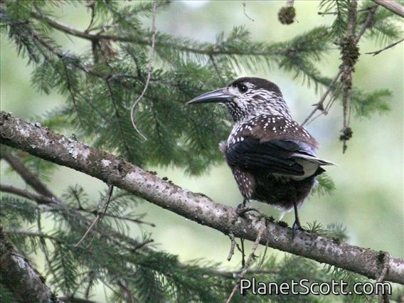 Spotted Nutcracker (Nucifraga caryocatactes)