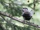 Spotted Nutcracker (Nucifraga caryocatactes)
