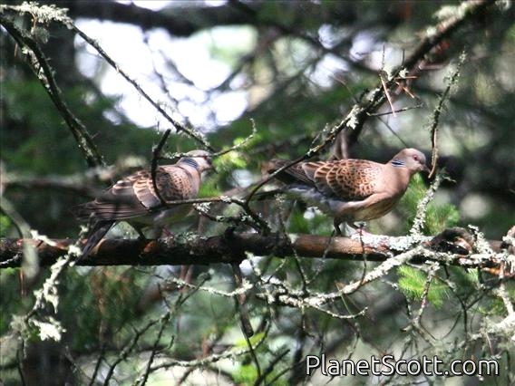 Oriental Turtle-Dove (Streptopelia orientalis)