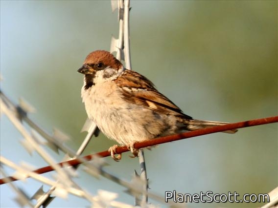 Eurasian Tree Sparrow (Passer montanus)