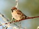 Eurasian Tree Sparrow (Passer montanus)