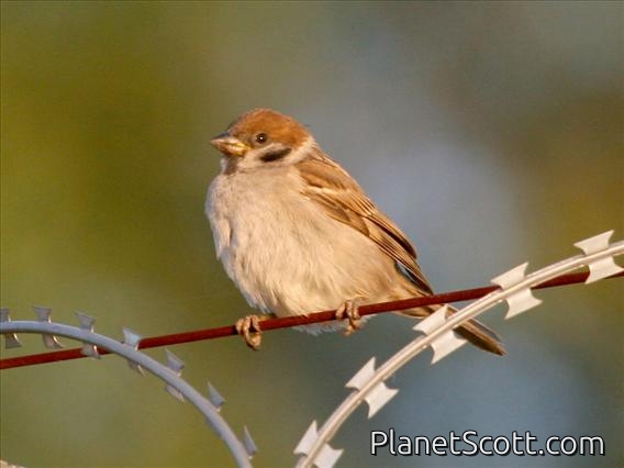 Eurasian Tree Sparrow (Passer montanus)