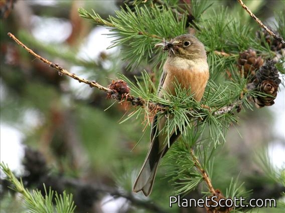 Ortolan Bunting (Emberiza hortulana) Male