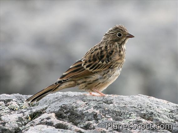 Ortolan Bunting (Emberiza hortulana) Female