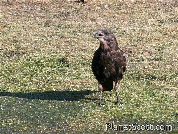 Carrion Crow (Corvus corone)