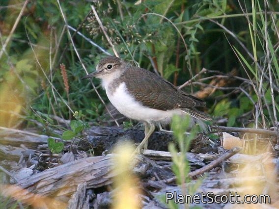Common Sandpiper (Tringa hypoleucos)