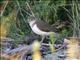 Common Sandpiper (Tringa hypoleucos) 