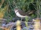 Common Sandpiper (Tringa hypoleucos)