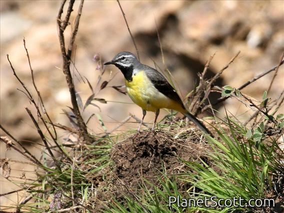Grey Wagtail (Motacilla cinerea) Male