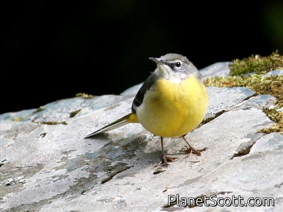 Grey Wagtail (Motacilla cinerea) Female