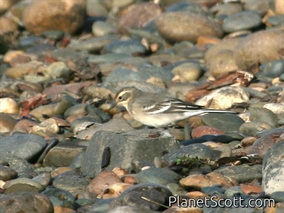 Citrine Wagtail (Motacilla citreola) 1st Winter