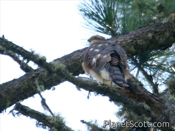 Eurasian Sparrowhawk (Accipiter nisus)