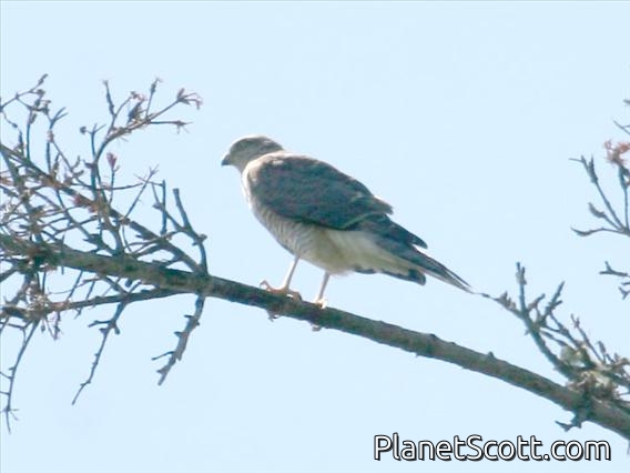 Eurasian Sparrowhawk (Accipiter nisus)
