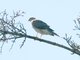 Eurasian Sparrowhawk (Accipiter nisus)