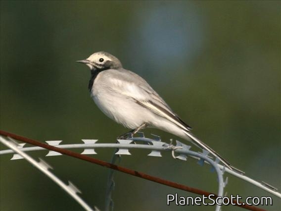 White Wagtail (Motacilla alba) Male
