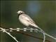 White Wagtail (Motacilla alba) Male