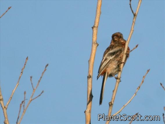 Long-tailed Rosefinch (Carpodacus sibiricus)